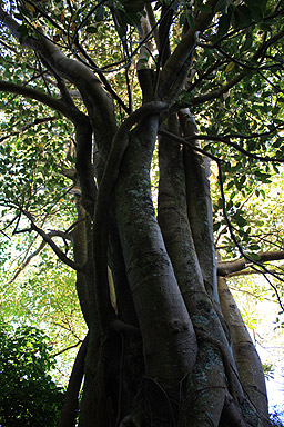 Oyster Bay Pine photo