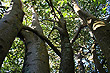 Moreton Bay Fig Tree photo