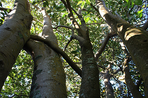 Moreton Bay Fig Tree photo