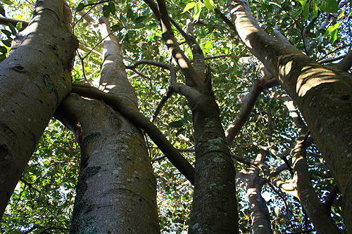 Moreton Bay Fig photos