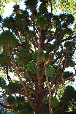 Oyster Bay Pine Tree photo