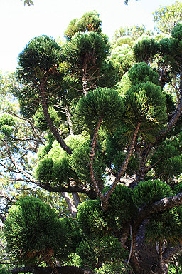 Young Oyster Bay Pine Tree photo