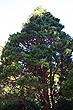 Oyster Bay Pine photo