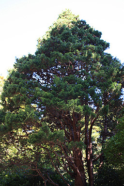 Mature Oyster Bay Pine photo