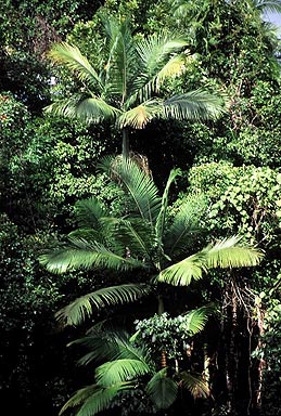 Palm Trees photo