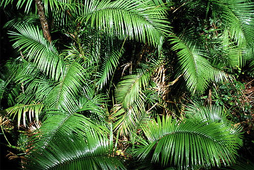 Palm Leaves photo