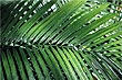 Palm Leaf photo