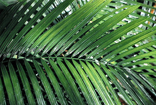Palm Leaf photo