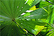 Fan Palm photo