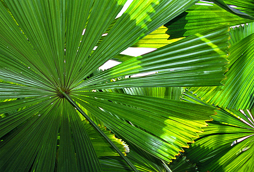 Australian Fan Palms photo