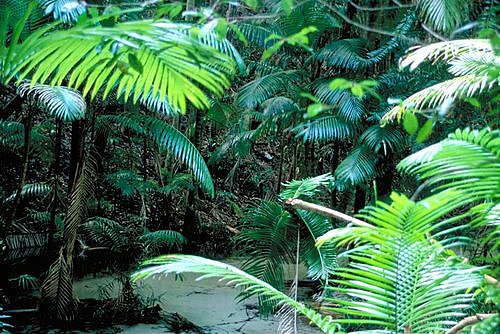 Fraser Island Palms photo
