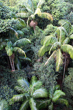 Piccabeen Palms photo