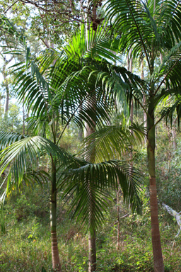 Portrait of Piccabeen Palms photo