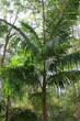 Piccabeen Palm photo