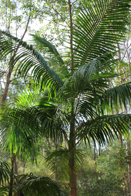 Piccabeen Palm Portrait photo