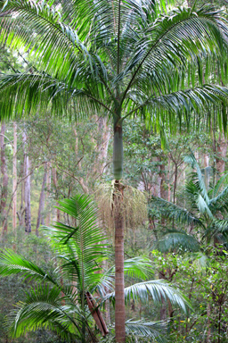 Piccabeen Palm in a Eucalpyt Forest photo