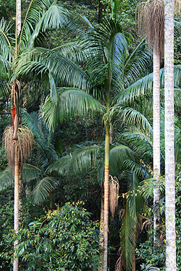 Palms in Subtropical Forest photo