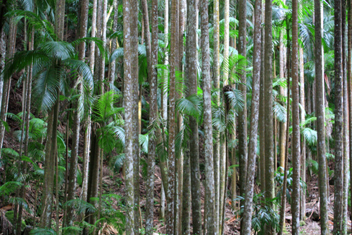 Piccabeen Palm Trunks photo