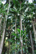 Palm Leaves photo