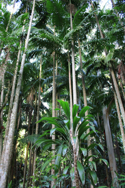 Subtropical  Rainforest & Palms photo