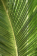 Palm Frond photo