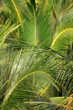 Palm Frondsphoto