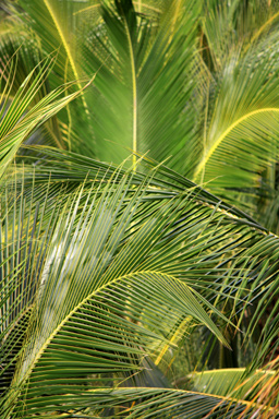Palm Fronds photo