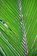 Palm Frond photo