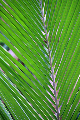 View of Palm Frond photo