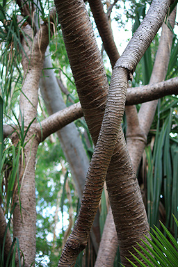 Twisted Palm Trunks photo