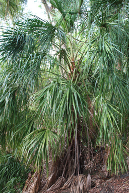 Palm Tree in Queensland photo