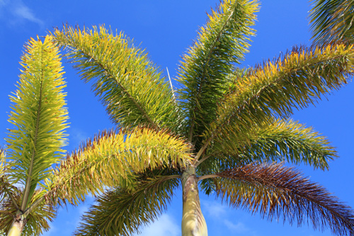 Palms Southern Queensland photo