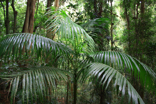 Young Palm Tree photo