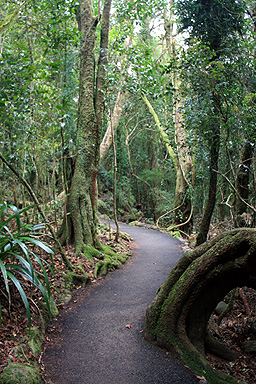 Temperate Rainforest photo