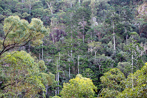 Dry Rainforest photo