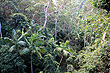 Subtropical Rainforest photo