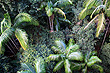 Subtropical Rainforest photo