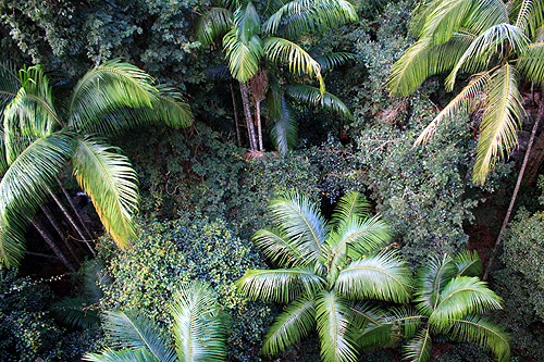 Grass Trees in a Eucalypt Forest photo