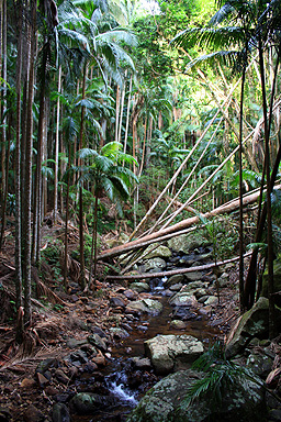 Palm Fringes Creek photo