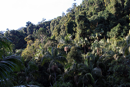 Subtropical Vegetation photo