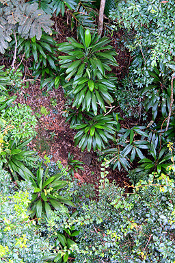 Subttropial Rainforest Canopy photo