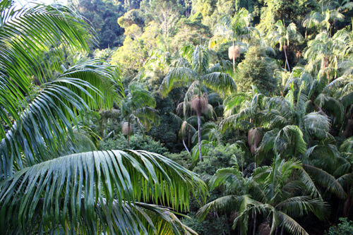 View of Piccabeen Palm photo