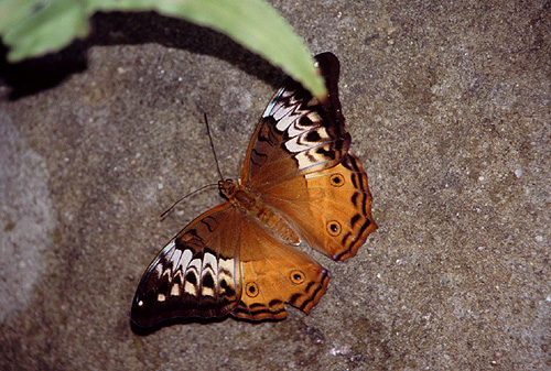 Female Cruiser Butterfly photo