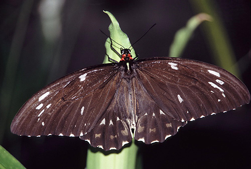 Common Crow Butterfly photo