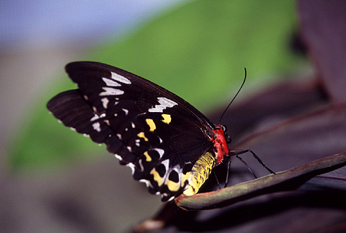 Female Cairns Birdwing Butterfly photo