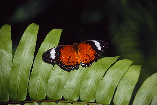 Red Lacewing Butterfly photo