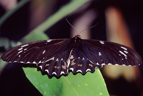 Female Common Australian Crow Butterfly photo