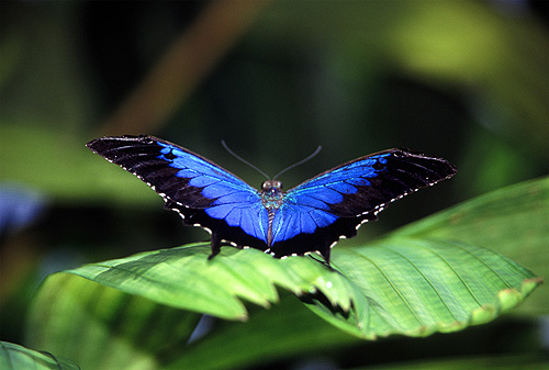 Ulysses Butterfly photo