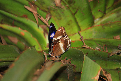 Male Great Eggfly Butterfly photo
