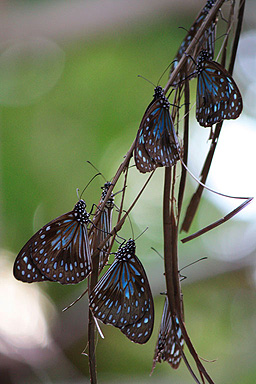 Blue Tiger Butterflies photo